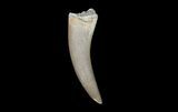 Fossil Plesiosaur (Zarafasaura) Tooth - Morocco #78418-1